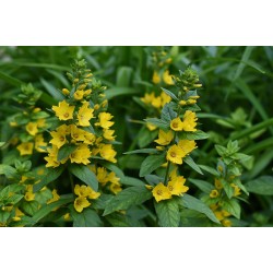 Lysimachia punctata – Sárga lizinka