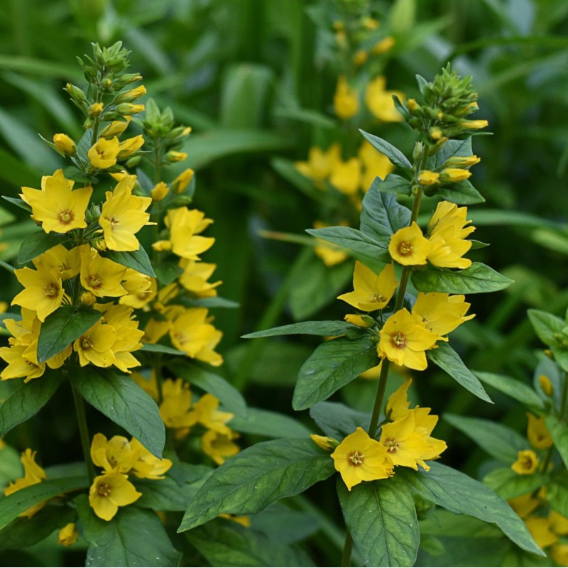 Lysimachia punctata – Sárga lizinka