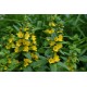 Lysimachia punctata – Sárga lizinka