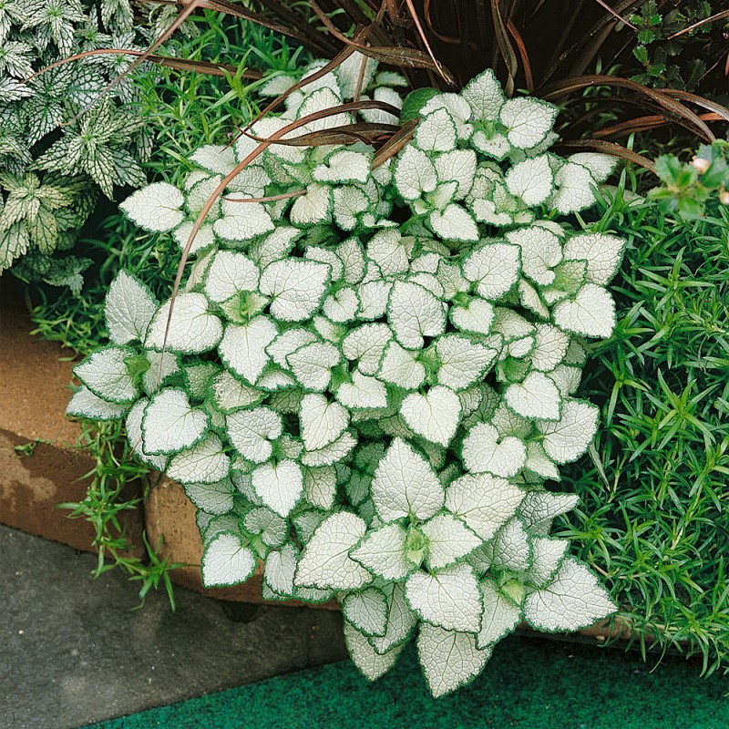 Lamium maculatum ‘White Nancy’ - Foltos árvacsalán