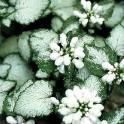 Lamium maculatum ‘White Nancy’ - Foltos árvacsalán