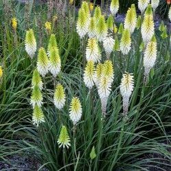 Kniphofia Magical Snow Storch - Fáklyaliliom