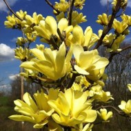 Magnolia ‘Yellow River’ 