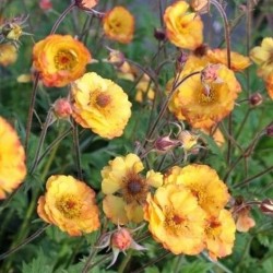 Geum ‘Mango Lassi’ – Gyömbérgyökér