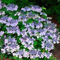 Hydrangea macrophylla ‘Mariesii Perfecta’ – Kerti Hortenzia