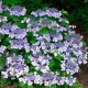 Hydrangea macrophylla ‘Mariesii Perfecta’ – Kerti Hortenzia
