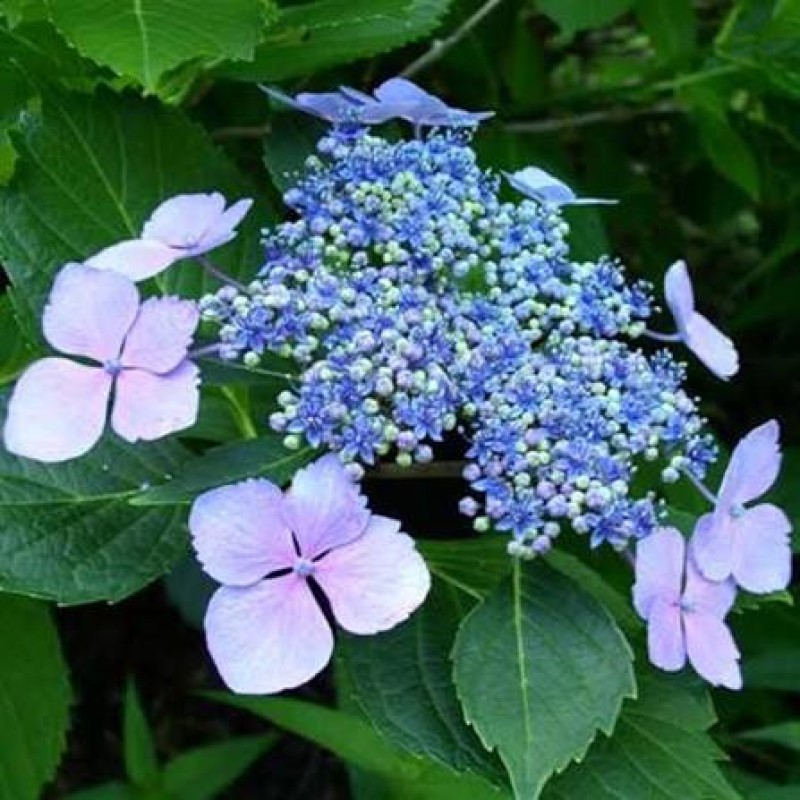 Hydrangea macrophylla ‘Mariesii Perfecta’ – Kerti Hortenzia
