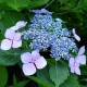 Hydrangea macrophylla ‘Mariesii Perfecta’ – Kerti Hortenzia