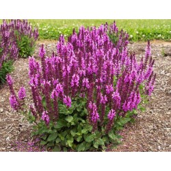 Salvia nemorosa 'Rose Marvel' - Kerti zsálya
