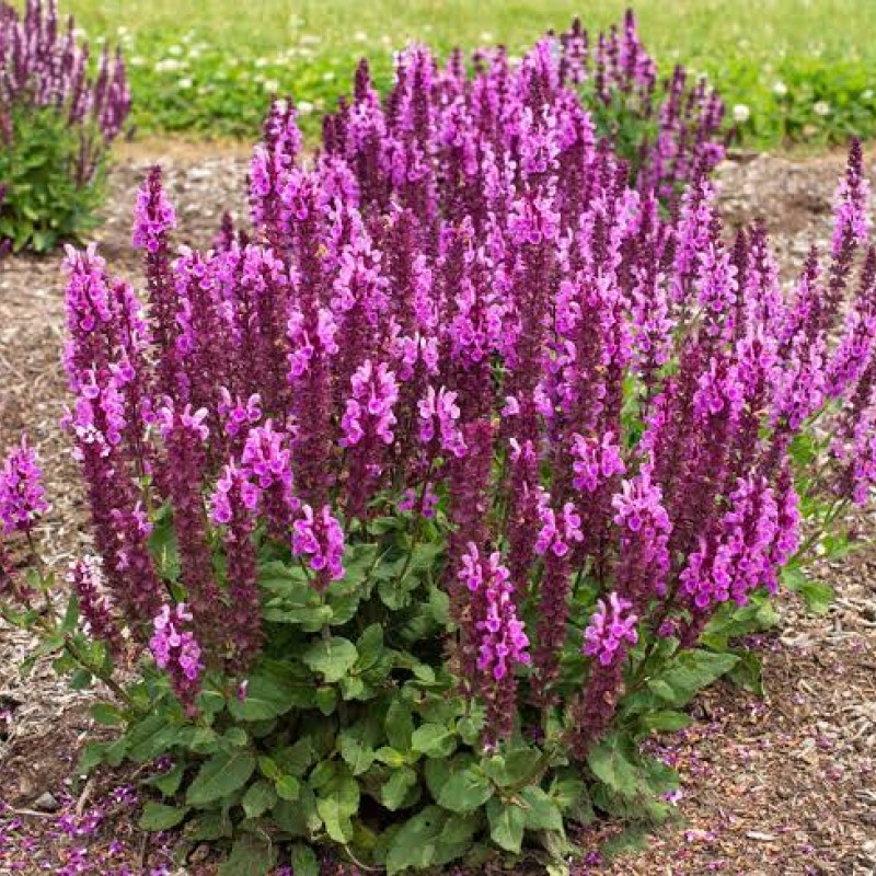 Salvia nemorosa 'Rose Marvel' - Kerti zsálya