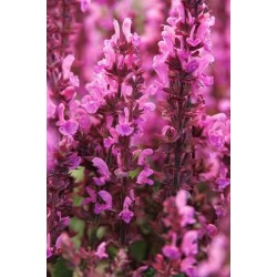 Salvia nemorosa 'Rose Marvel' - Kerti zsálya
