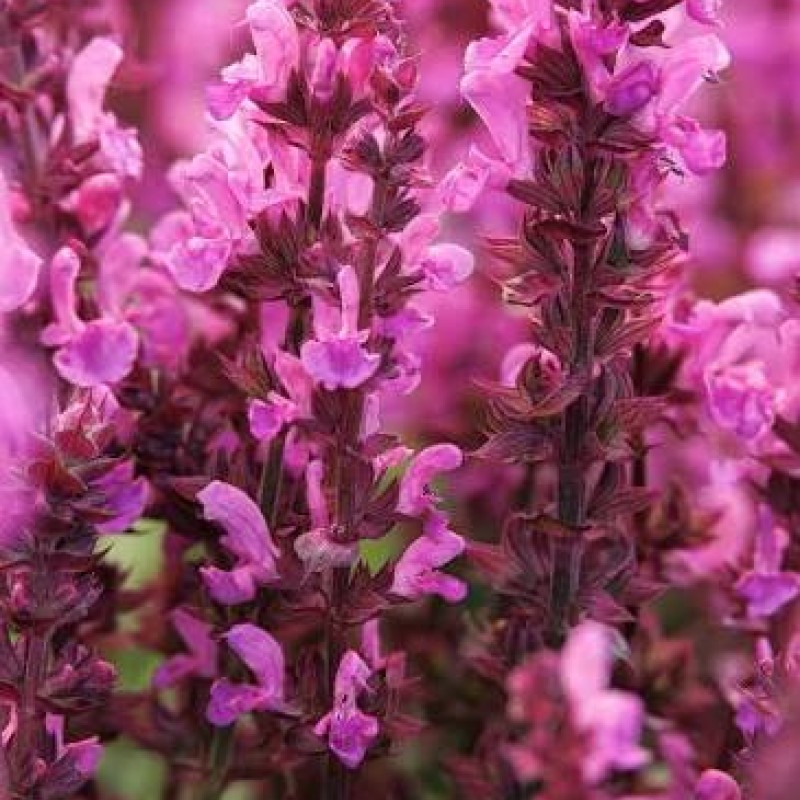 Salvia nemorosa 'Rose Marvel' - Kerti zsálya