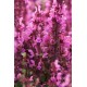 Salvia nemorosa 'Rose Marvel' - Kerti zsálya