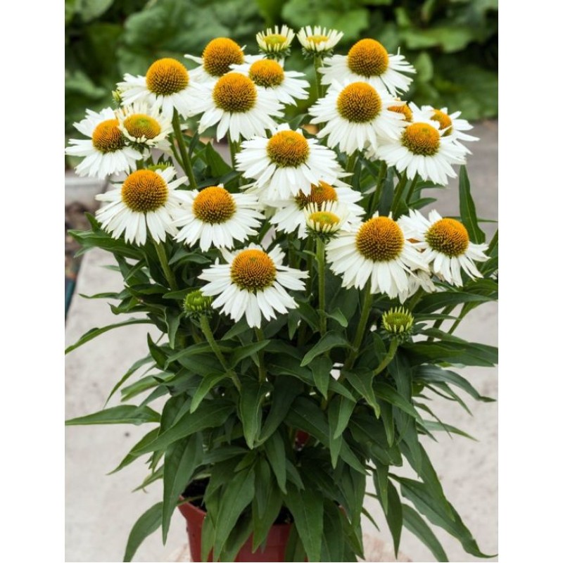 Echinacea ‘Meditation White’ - Fehér törpe kasvirág