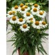 Echinacea ‘Meditation White’ - Fehér törpe kasvirág