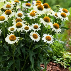Echinacea ‘Meditation White’ - Fehér törpe kasvirág