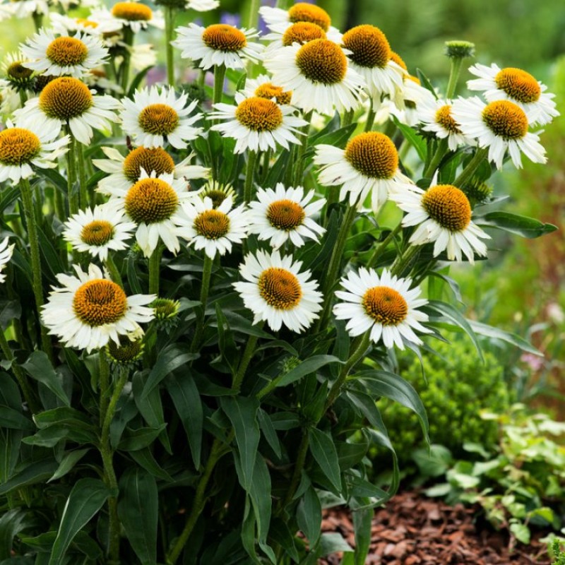 Echinacea ‘Meditation White’ - Fehér törpe kasvirág