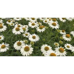 Echinacea ‘Meditation White’ - Fehér törpe kasvirág
