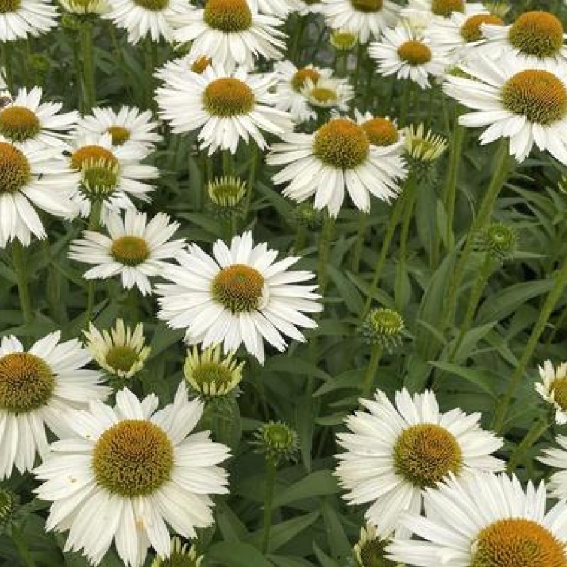 Echinacea ‘Meditation White’ - Fehér törpe kasvirág