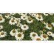 Echinacea ‘Meditation White’ - Fehér törpe kasvirág