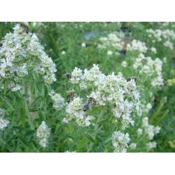 Pycnanthemum ‘Bee’s Friend’ - Gyapjas hegyimenta