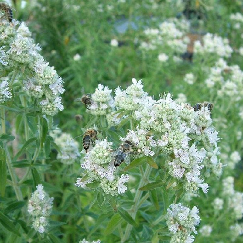 Pycnanthemum ‘Bee’s Friend’ - Gyapjas hegyimenta