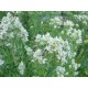 Pycnanthemum ‘Bee’s Friend’ - Gyapjas hegyimenta