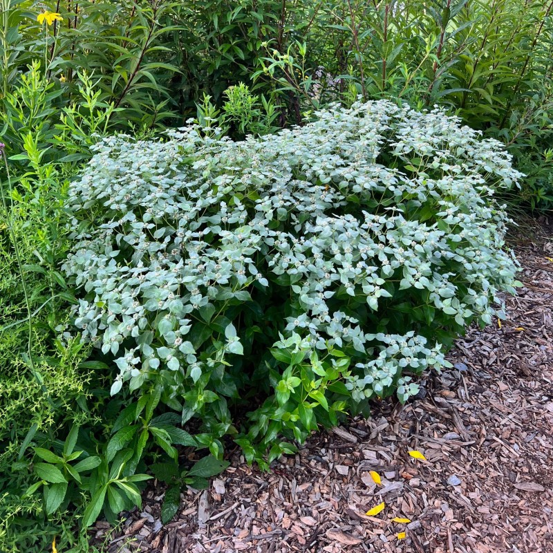Pycnanthemum ‘Bee’s Friend’ - Gyapjas hegyimenta