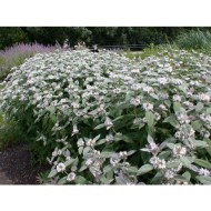 Pycnanthemum ‘Bee’s Friend’ - Gyapjas hegyimenta