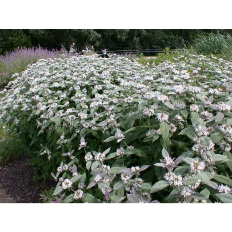 Pycnanthemum ‘Bee’s Friend’ - Gyapjas hegyimenta