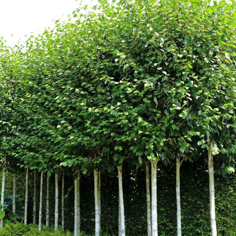 Betula pendula 'Doorenbos' (fehér nyír)