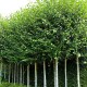 Betula pendula 'Doorenbos' (fehér nyír)