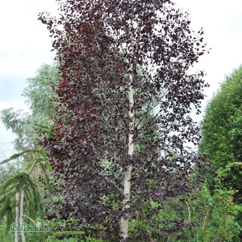 Betula pendula ‘Purpurea’ – Bíbor levelű nyírfa