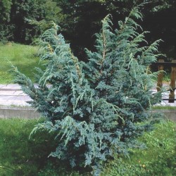 Juniperus Meyeri 50-60cm