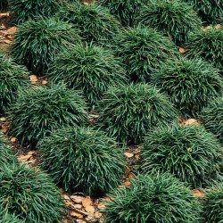 Ophiopogon japonicus ‘Minor’ – Jappán kígyószakáll