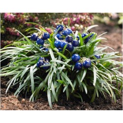 Ophiopogon japonicus ‘Minor’ – Jappán kígyószakáll