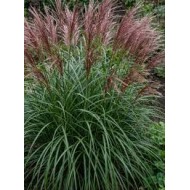 Miscanthus sinensis ‘Dread Locks’  - Molnárpántlika