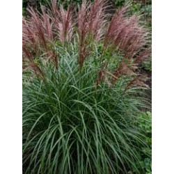 Miscanthus sinensis ‘Dread Locks’  - Molnárpántlika