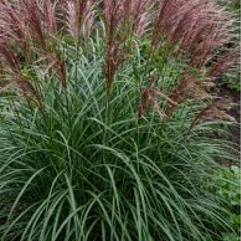 Miscanthus sinensis ‘Dread Locks’  - Molnárpántlika
