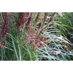 Miscanthus sinensis ‘Dread Locks’  - Molnárpántlika