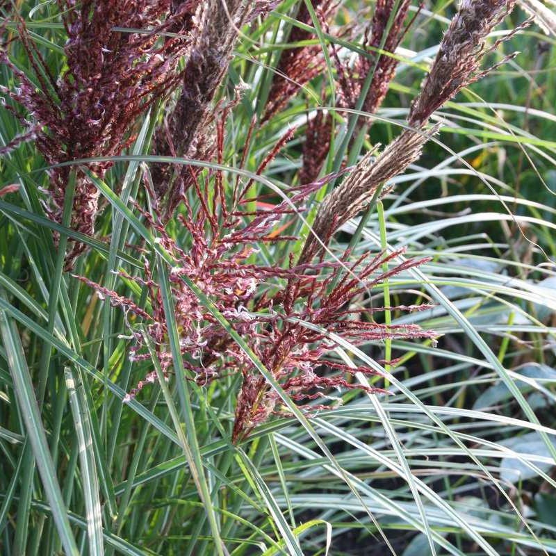 Miscanthus sinensis ‘Dread Locks’  - Molnárpántlika