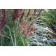 Miscanthus sinensis ‘Dread Locks’  - Molnárpántlika