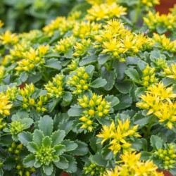 Sedum kamtschaticum 'Little Miss Sunshine' – kamcsatkai varjúháj
