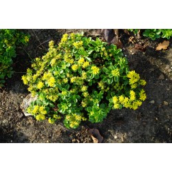 Sedum kamtschaticum 'Little Miss Sunshine' – kamcsatkai varjúháj