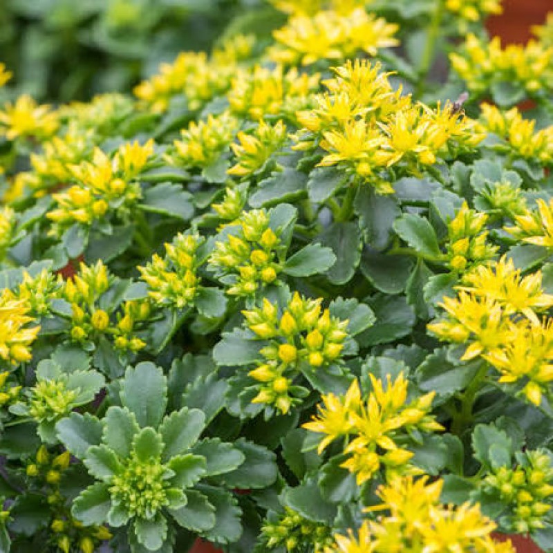 Sedum kamtschaticum 'Little Miss Sunshine' – kamcsatkai varjúháj
