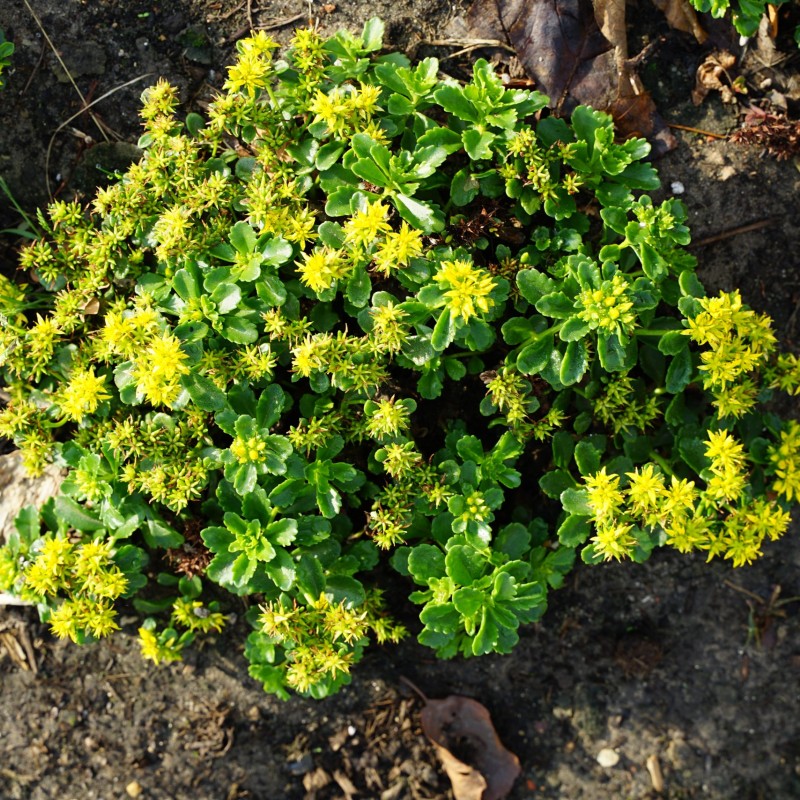 Sedum kamtschaticum 'Little Miss Sunshine' – kamcsatkai varjúháj
