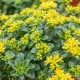 Sedum kamtschaticum 'Little Miss Sunshine' – kamcsatkai varjúháj