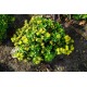 Sedum kamtschaticum 'Little Miss Sunshine' – kamcsatkai varjúháj