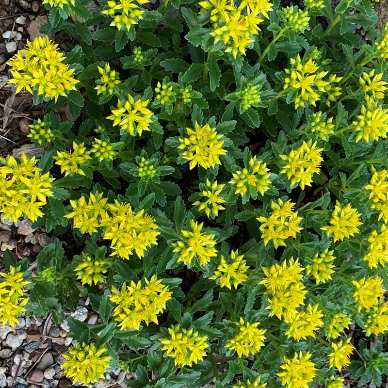 Sedum kamtschaticum 'Little Miss Sunshine' – kamcsatkai varjúháj