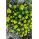 Sedum kamtschaticum 'Little Miss Sunshine' – kamcsatkai varjúháj